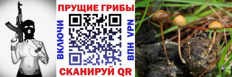 Галлюциногенные грибы GOLDEN TEACHER Чернушка